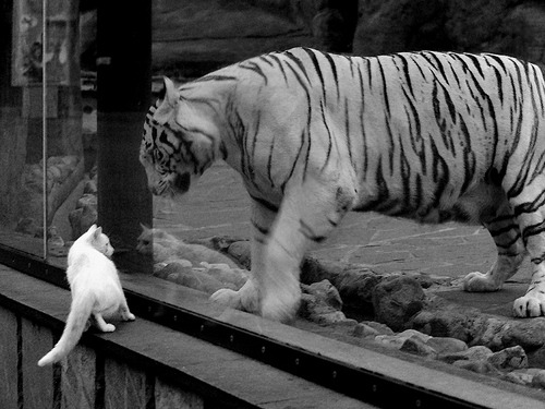 福克斯封神之战！猛龙团队篮球教活塞做人，NBA新势力正在崛起